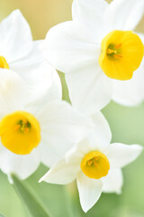Obraz premium 水仙の花のクローズアップ