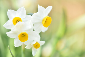 水仙の花のクローズアップ