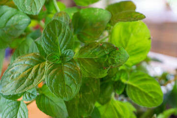 Close-up of fresh organic mint leaves (Mentha) in a sunlight garden. © RRestrepo