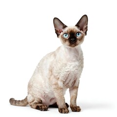 british shorthair cat