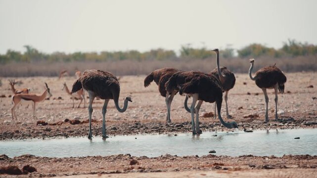 Male ostrich walking in the African savanna in its natural habitat. Large flightless bird with distinctive black and white plumage, commonly found across Africa.