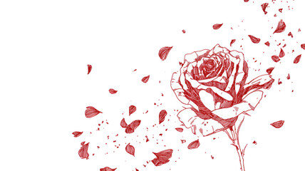 red rose line art petals falling isolated on white background floral illustration