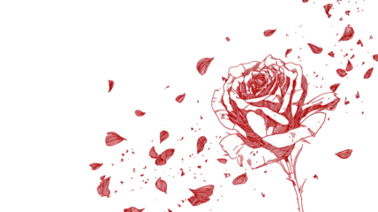 red rose line art petals falling isolated on white background floral illustration