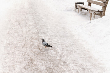 dove walking in winter snow