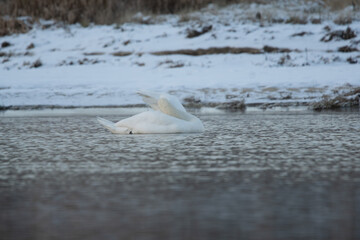 łabędzie zimą na niezamarzniętej tafli wody