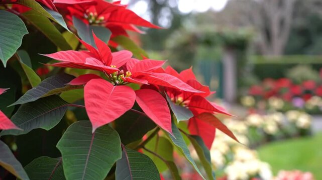 Red poinsettia plants in a lush garden setting with vibrant red blooms and green foliage during the holiday season