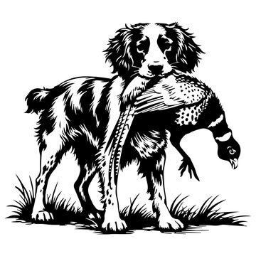 Britney Spaniel with Pheasant - Bird Dog Hunting Scene - Pheasant Hunter Dog- Hunting Britney Spaniel - Bird Dog with Pheasant