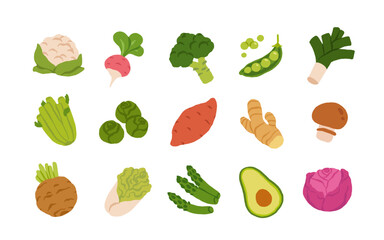 Collection of various vegetables isolated on white background. Healthy vegetarian food. Bundle of organic natural crops, salads, greens and herbs. Colorful vector illustration in flat cartoon style