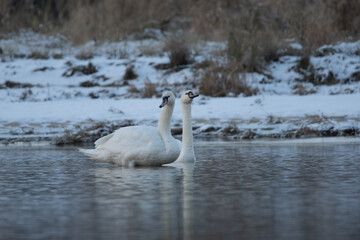 łabędzie zimą na niezamarzniętej tafli wody