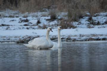 łabędzie zimą na niezamarzniętej tafli wody