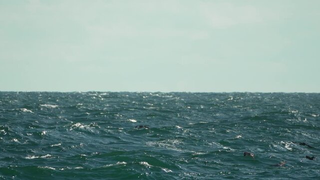 Seabirds ocean flying, skimming choppy waves of vast open sea