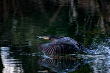 A beautiful Cormorant taking off into flight over  Iremongers Pond in Nottingham, UK.