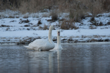 łabędzie zimą na niezamarzniętej tafli wody