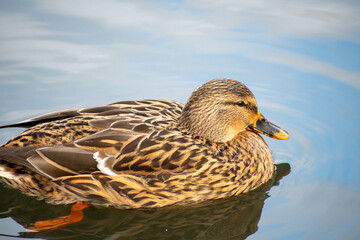 Beautiful Mallard ducks on the water at  Kingfisher Pond in Nottingham, UK.
