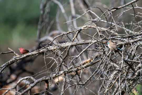 Cordonbleu d'Angola et amarante du S&eacute;n&eacute;gal (en rouge)