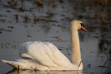 łabędzie zimą na niezamarzniętej tafli wody