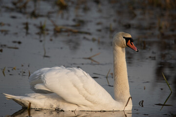 łabędzie zimą na niezamarzniętej tafli wody