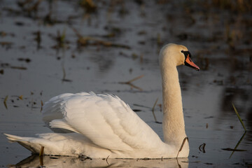 łabędzie zimą na niezamarzniętej tafli wody