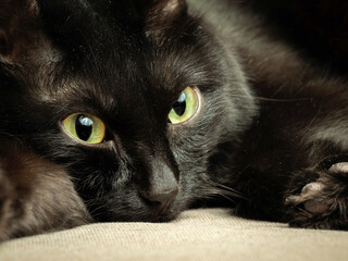 Close-up portrait of young Bombay tomcat