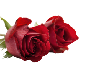 Two red roses are placed next to each other on a white background