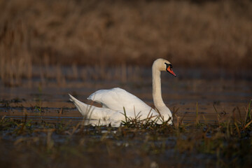 łabędzie zimą na niezamarzniętej tafli wody