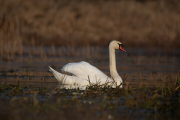 łabędzie zimą na niezamarzniętej tafli wody