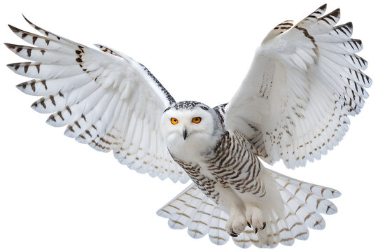 Snowy owl in flight isolated on transparent background