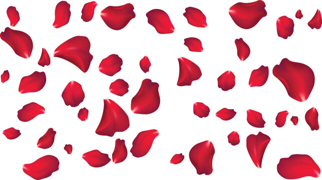 Isolated red rose petals flying background for wedding overlays