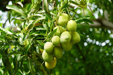Green mango fruits on the tree (Mangifera indica), Baturité – Ceará, Brazil.
