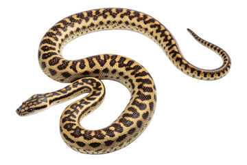Fototapeta premium Yellow and black patterned snake isolated on transparent background