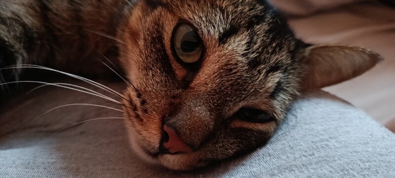 Close-up portrait of a relaxed cat resting on soft fabric, showing detailed whiskers and nose. - Powered by Adobe