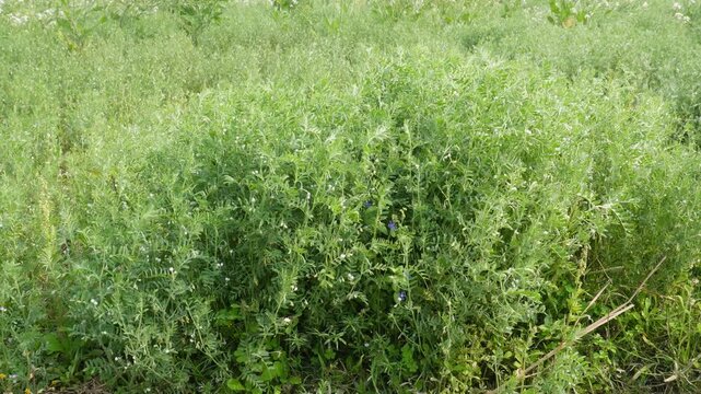 Field of growing lentil plants in cultivation