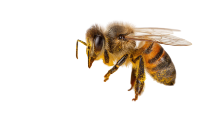 Macro close-up of a small honey bee insect with yellow and black wings isolated on a white background