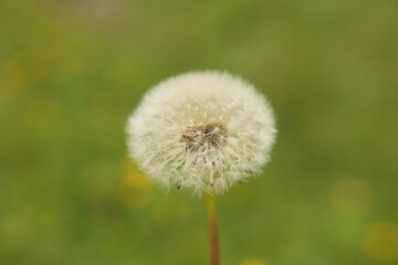 Obraz premium fiore di tarassaco in primo piano, in un ambiente naturale, di giorno, in estate, con sfondo sfuocato e di colore verde