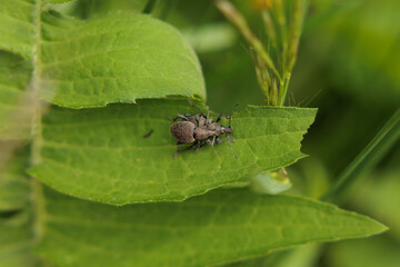 insetti grigi in accoppiamento sopra una foglia verde, in un ambiente naturale, in estate