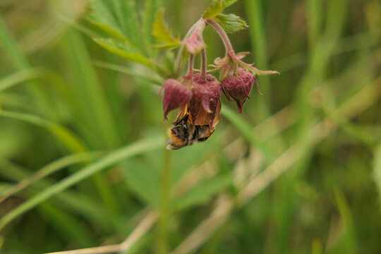 bombo a testa in gi&ugrave; mentre prende il nettare da un fiore viola, di giorno, in un ambiente naturale 