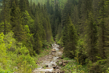 Obraz premium torrente che scorre lungo una foresta di conifere verdi, in un ambiente naturale di montagna, tra le Alpi Italiane, di giorno, in estate