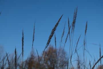 Obraz premium Minimal dry grass stems against blue sky with copy space background
