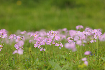 Obraz premium fiori rosa in un campo erboso verde, di giorno, in estate, in primo piano, su sfondo sfuocato