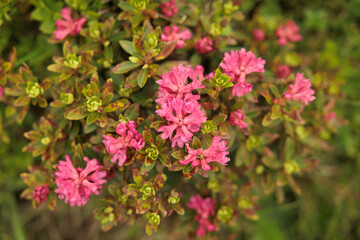 Fototapeta premium pianta selvatica con fiori color rosa, in un ambiente naturale delle montagne Italiane