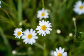 Obraz premium Small white wildflowers growing in green grass and meadow plants. Natural spring and summer nature background with shallow depth of field and soft light. 