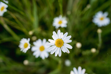 Small white wildflowers growing in green grass and meadow plants. Natural spring and summer nature background with shallow depth of field and soft light.
