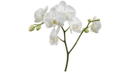 Obraz premium Branch of White Phalaenopsis Orchid Flowers with Buds Isolated on Transparent Background for Decoration