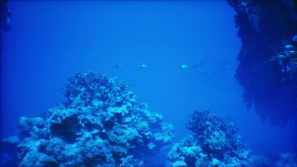 Obraz premium Vibrant fringing reef with colorful fan coral and schools of tiny fish near surface, lively shallow panorama. Ideal stock for travel and ecotourism promotion,