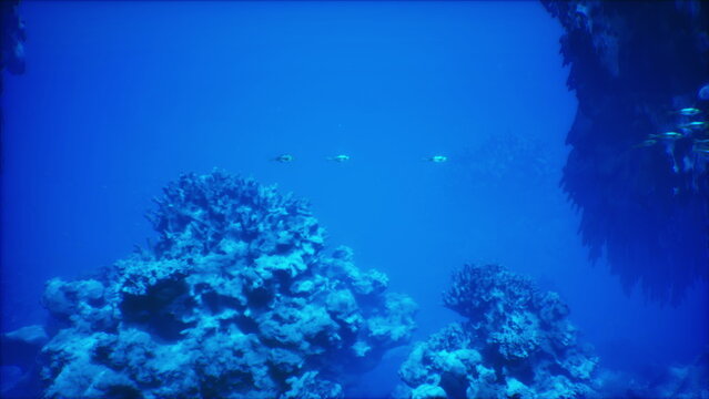 Vibrant fringing reef with colorful fan coral and schools of tiny fish near surface, lively shallow panorama. Ideal stock for travel and ecotourism promotion,