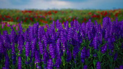 Fototapeta premium dense lupine foreground with distant poppies, saturated purple spikes fill frame with low light drama and soft distant horizon, cinematic dusk mood