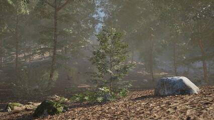 Obraz premium Young sapling standing among pines, tender shoot rising from leaf litter beside rock under warm morning light, resilience and growth symbolism