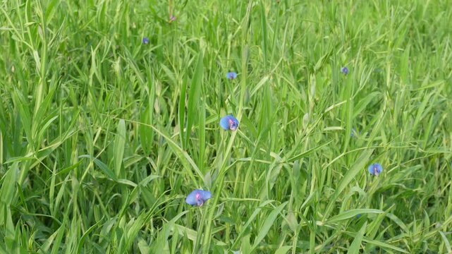 Grass pea plants with tiny field flowers