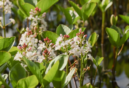 Menyanthes trifoliata, Bog bean, Buckbean or Marsh trefoil. Bogbean&rsquo;s flowers only decorate very wet and sunken places &ndash; it might even grow in water. 