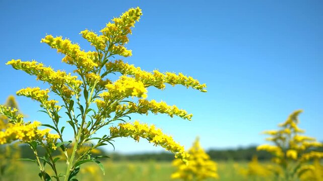 Goldenrod flowers bloom in a field under a clear blue sky, creating a vibrant natural scene.